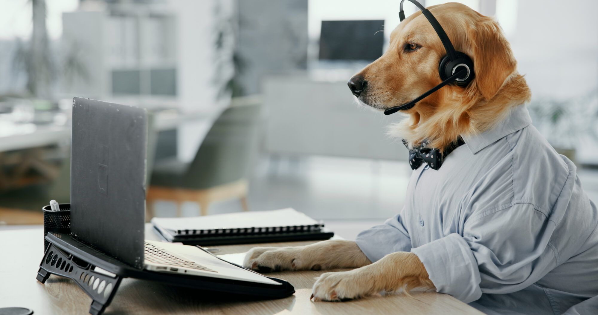 A golden retriever working on a laptop with a headset.