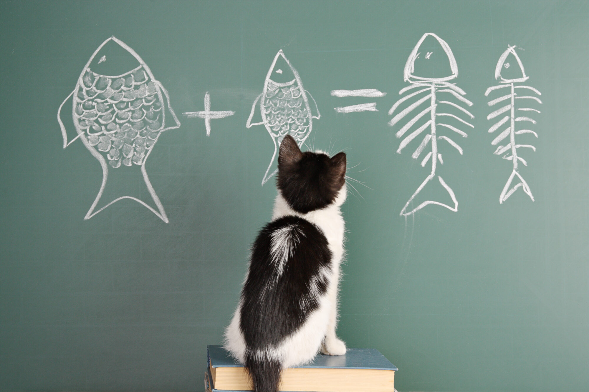 A cat studying a formula on a chalkboard.
