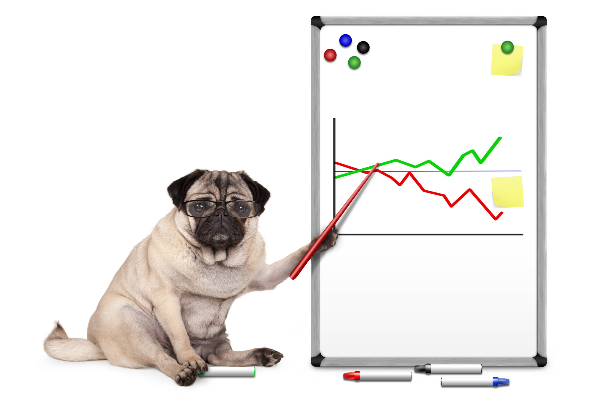 A pug in glasses uses a pointer to show data on a white board.