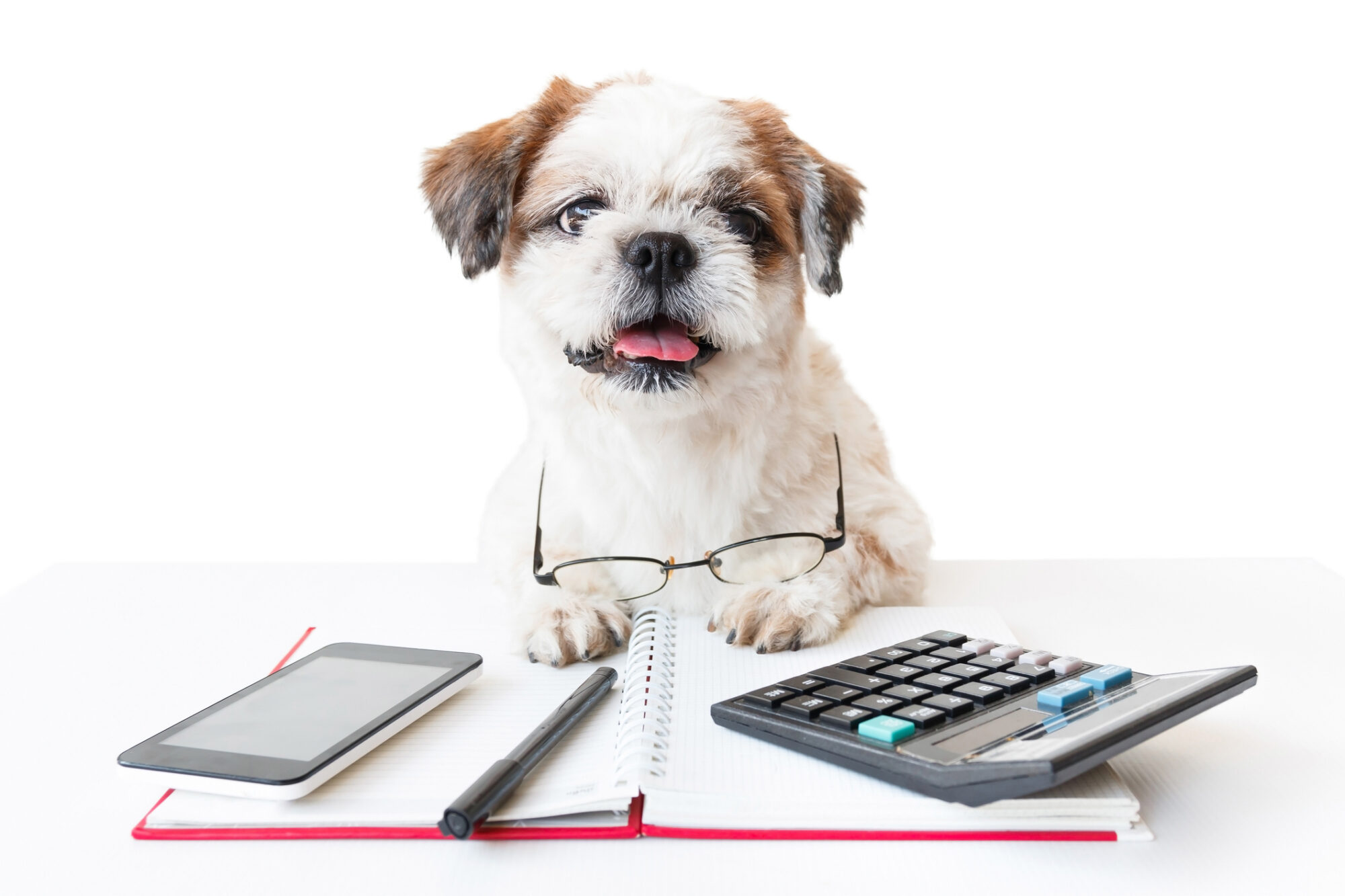 A dog working on a calculator.