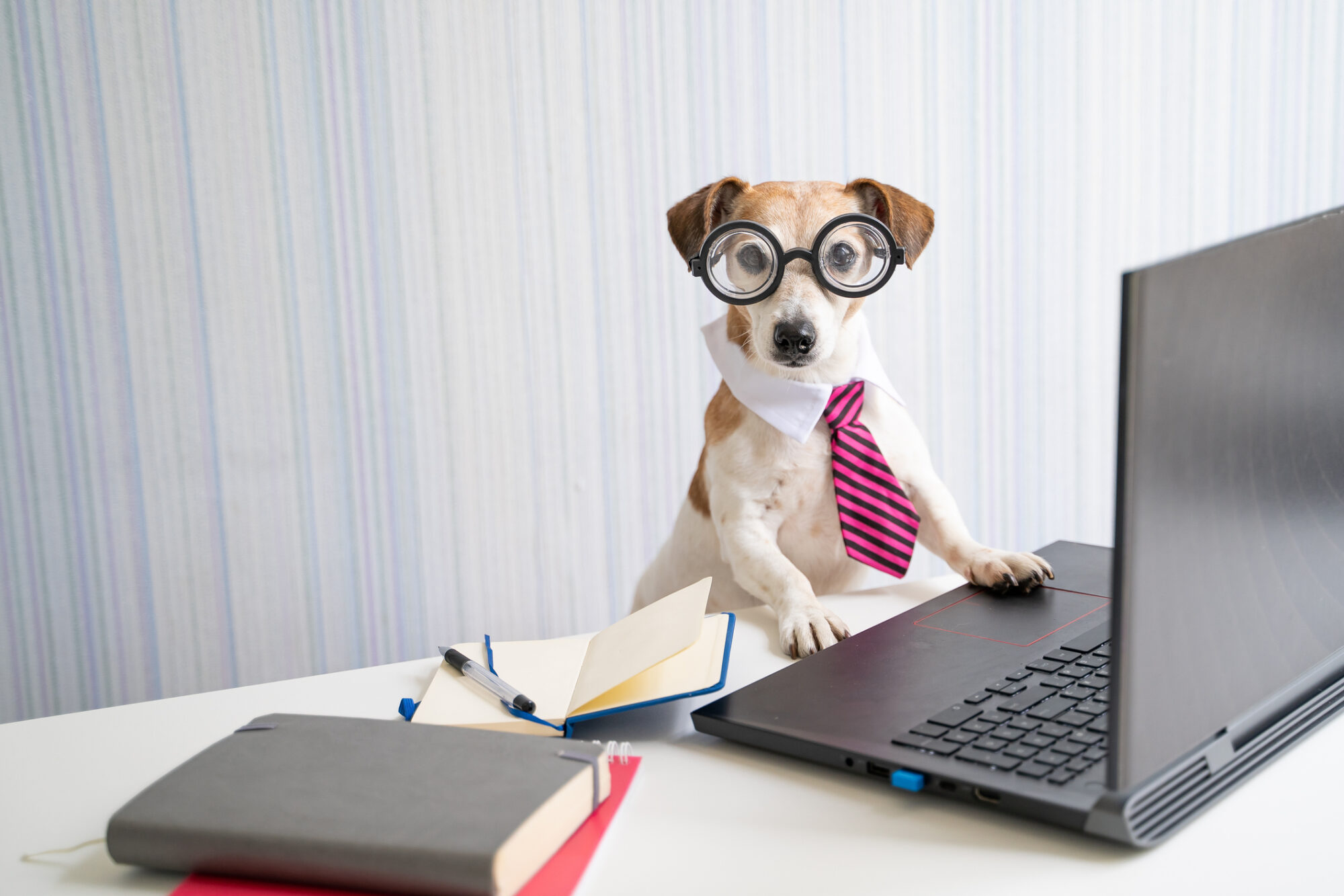 A dog with glasses and a tie working on a laptop.