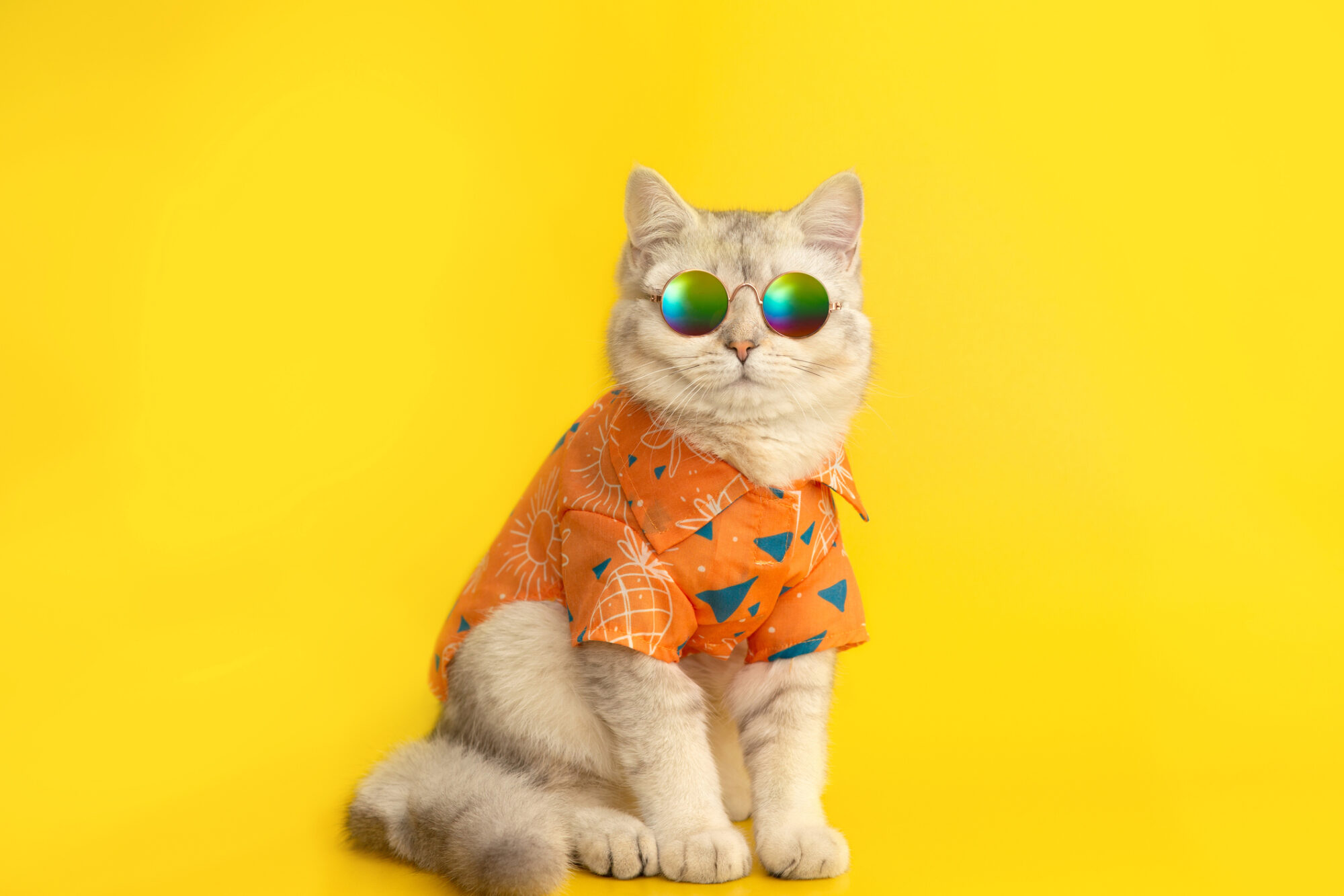 A cat wearing sunglasses and a Hawaiian shirt.