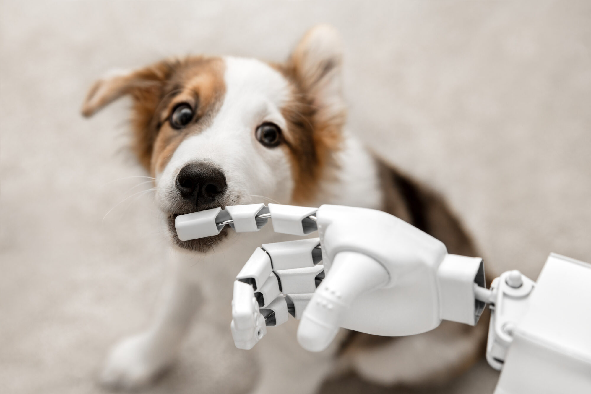 A puppy sniffing a robot hand.