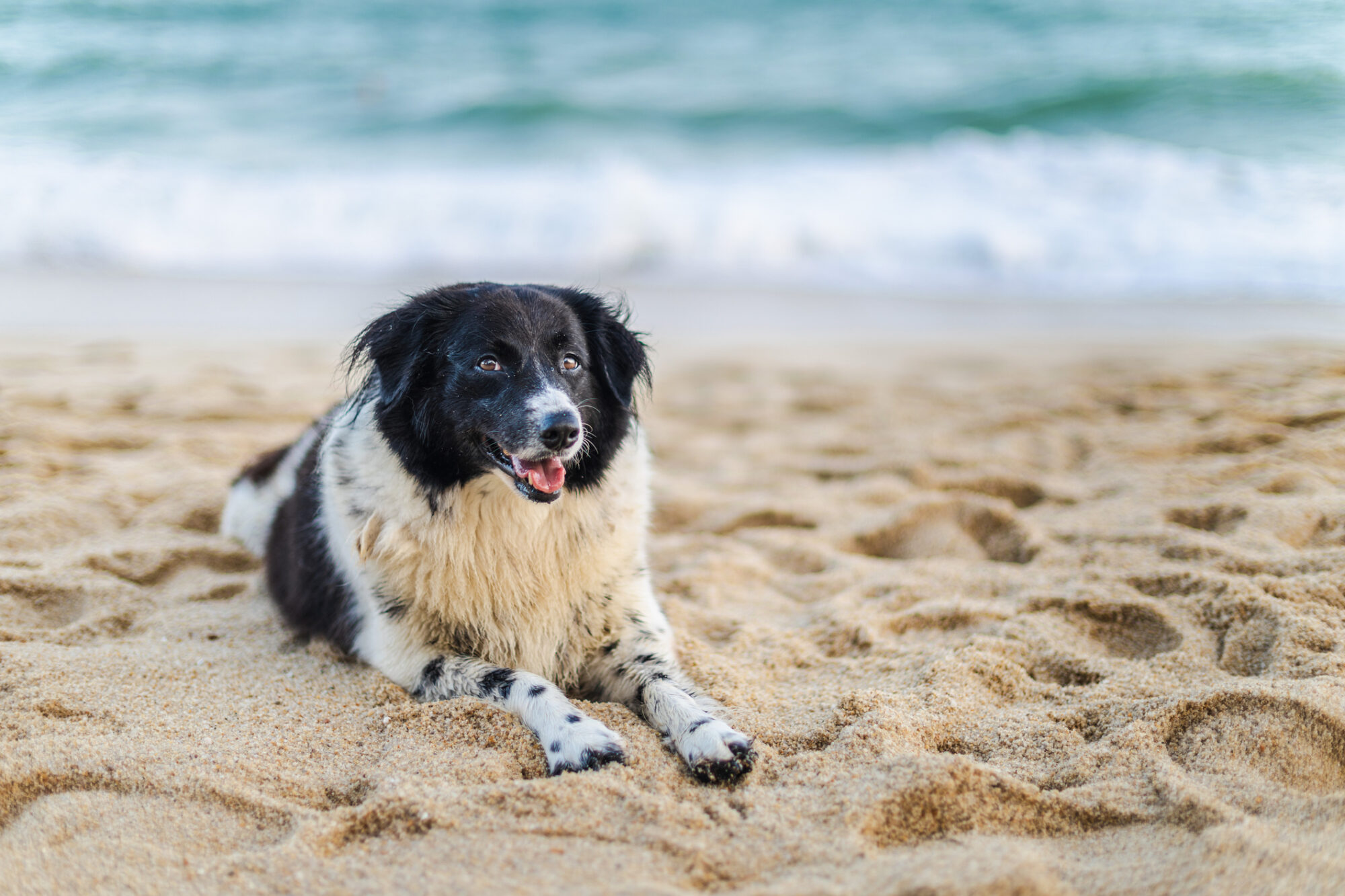 A black and white dog lays down happily on the beach. 