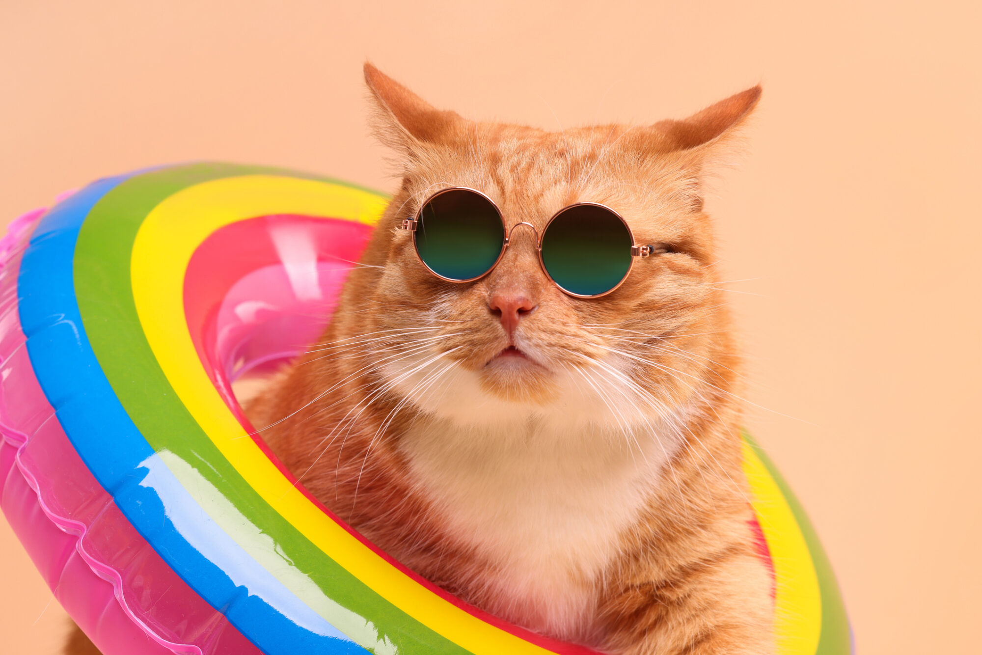 A chubby cat in sunglasses with a pool float.