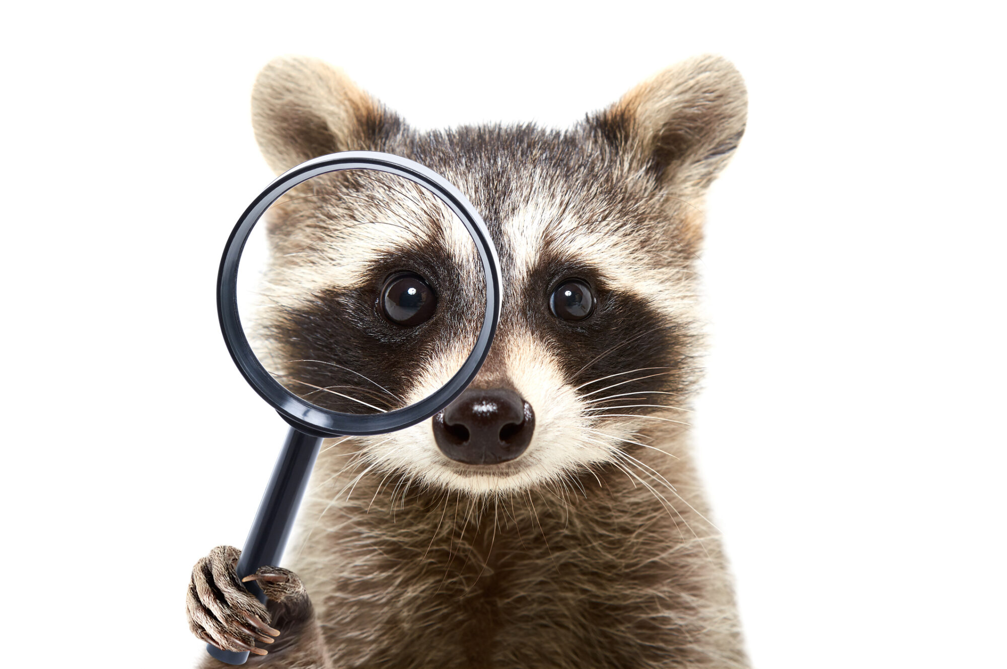 A raccoon looking through a magnifying glass.