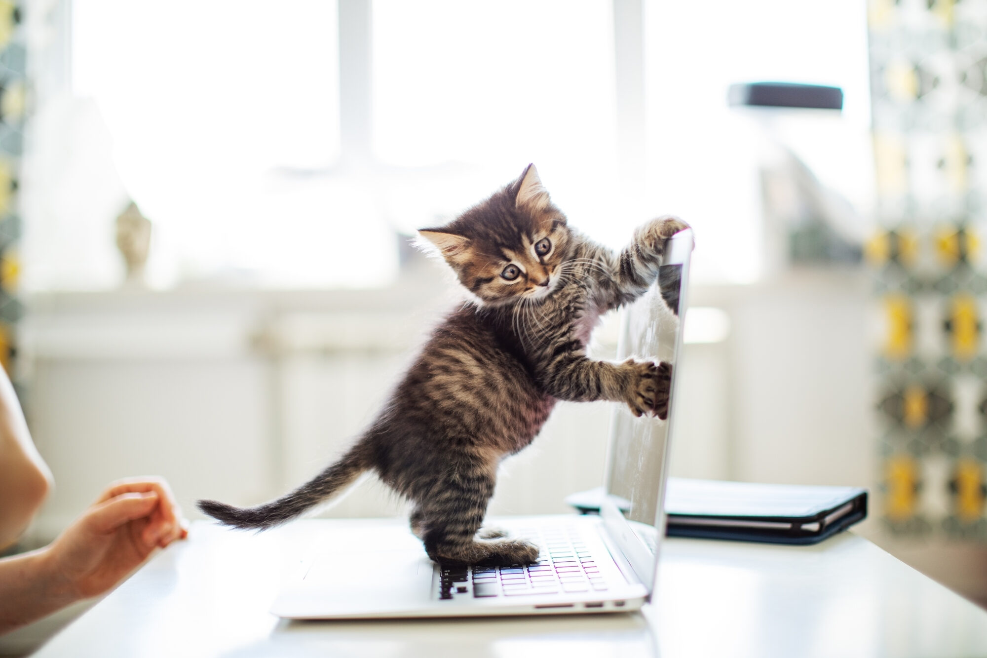 A kitten playing on a laptop.