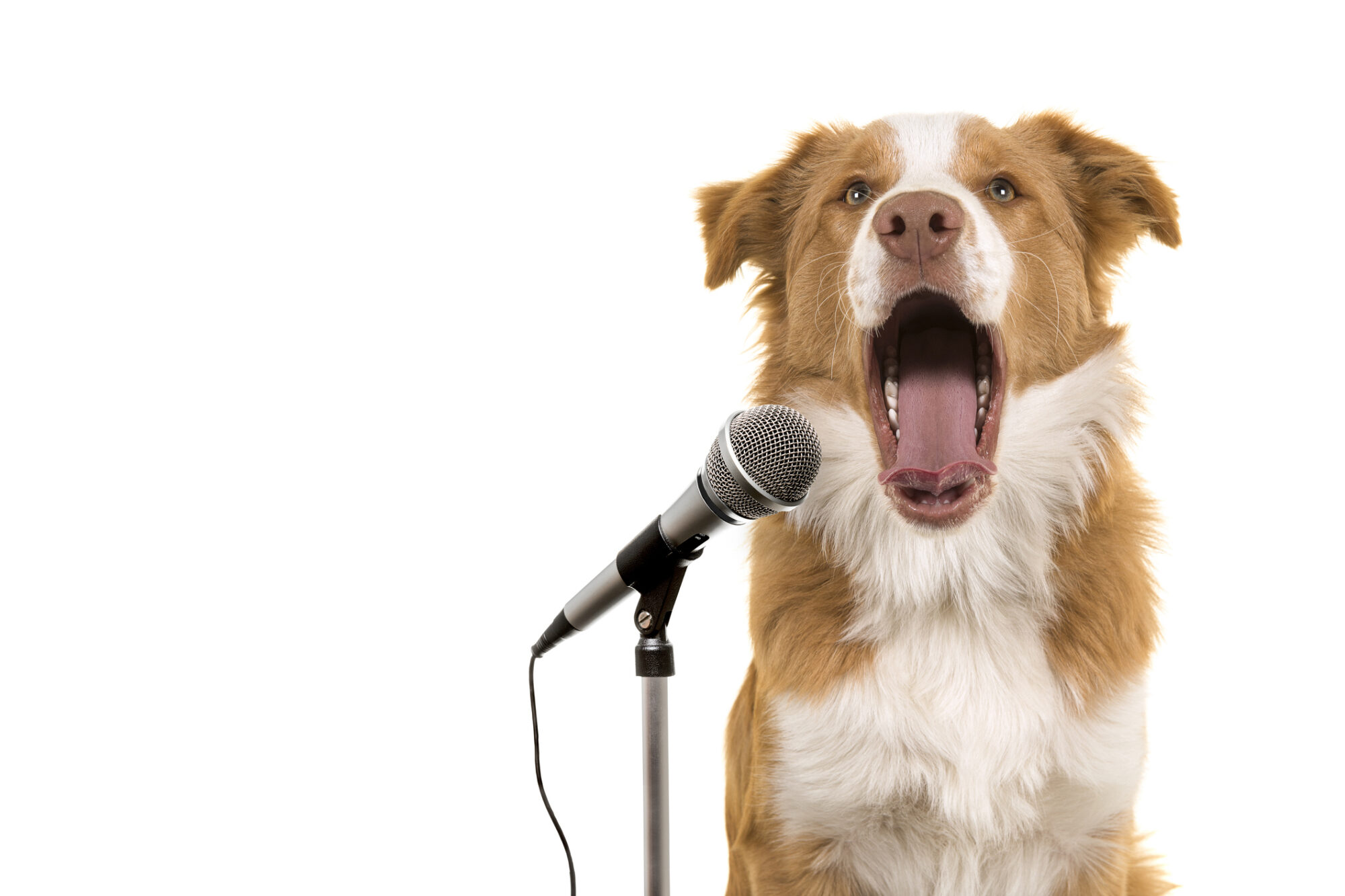 A dog opening his mouth in front of a microphone.