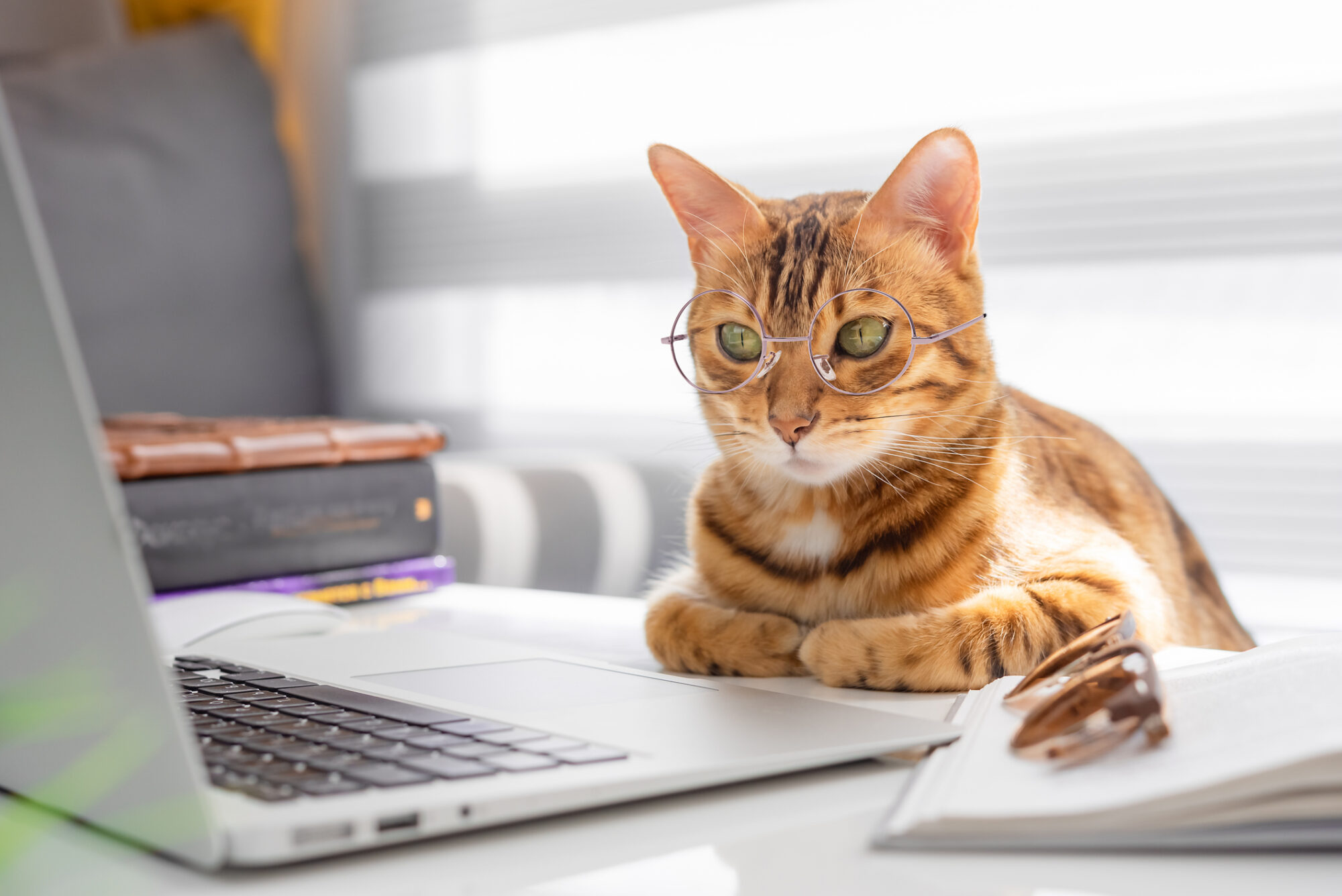 A cat with glasses in front of a laptop.