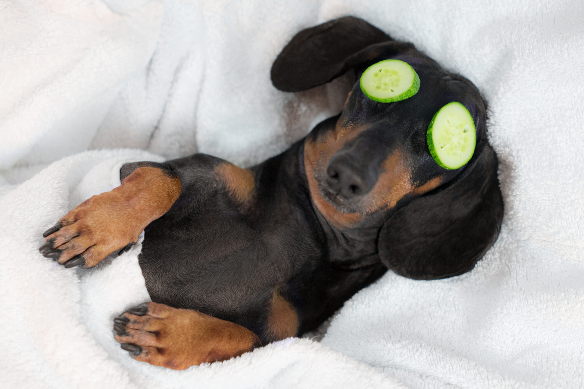 A dog having a spa day.