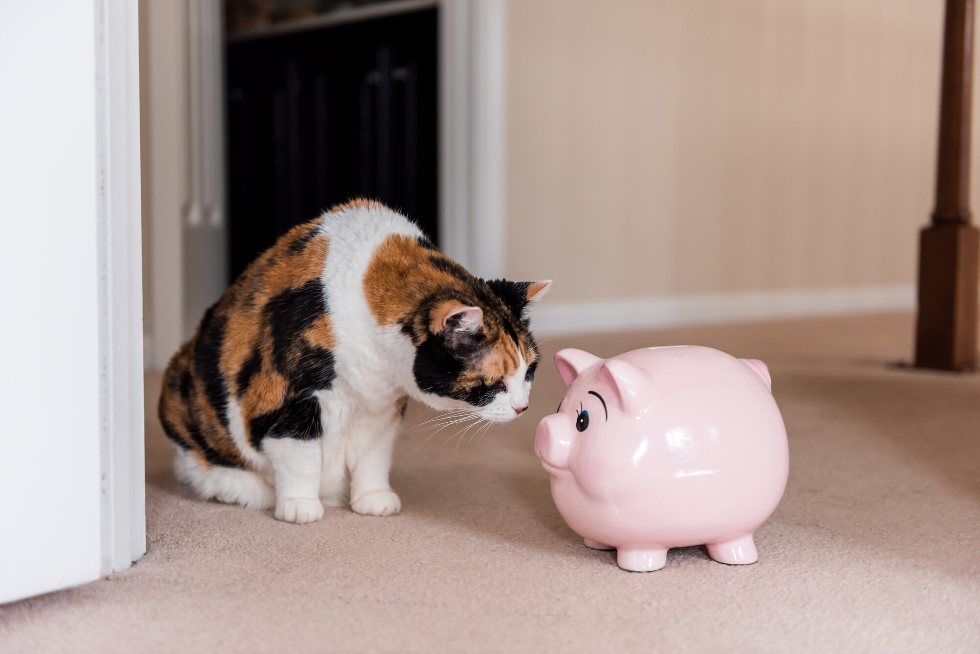 A cat sniffing a piggy bank.