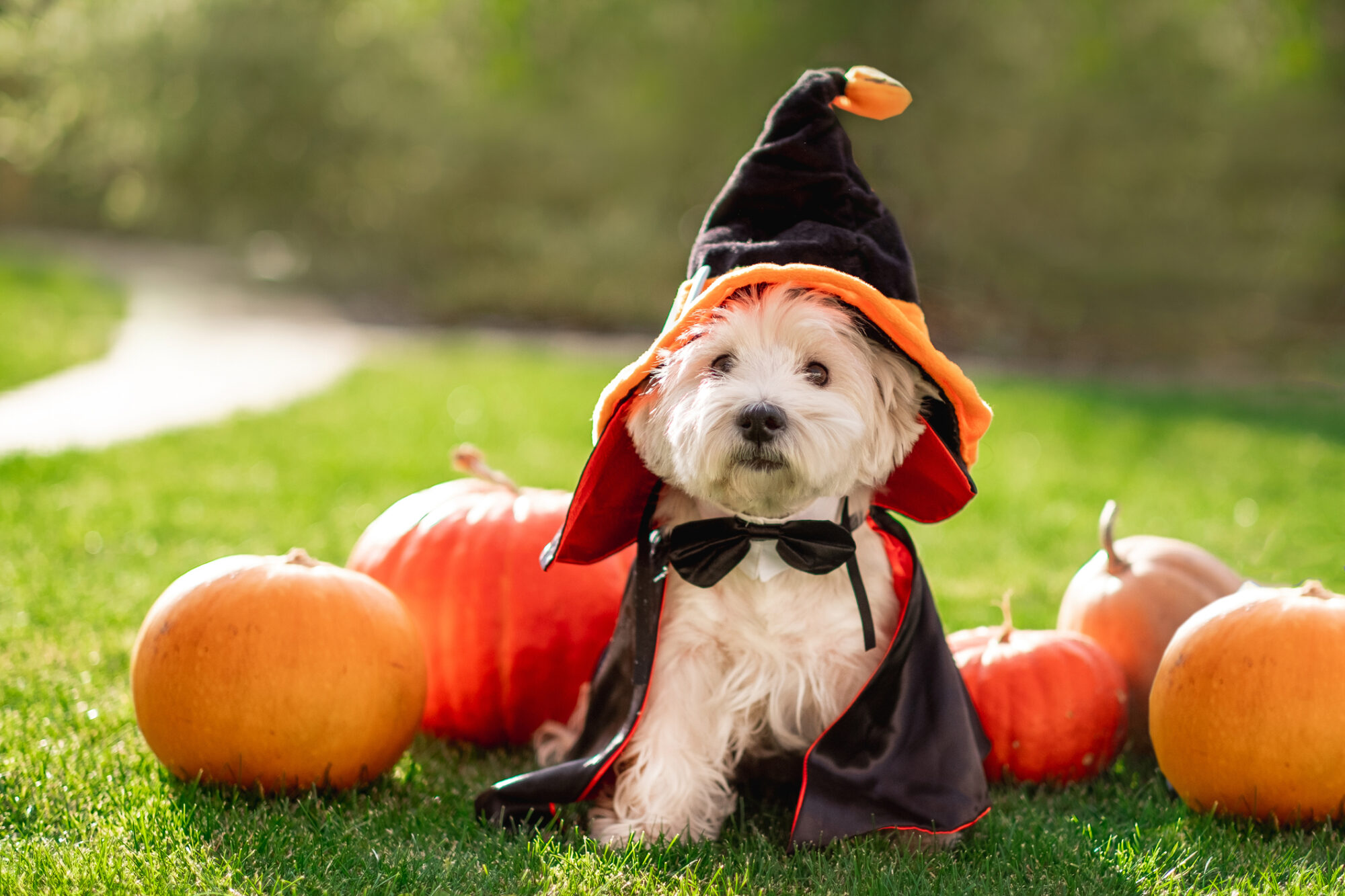 A puppy dressed like a wizard sitting in front of pumpkins.