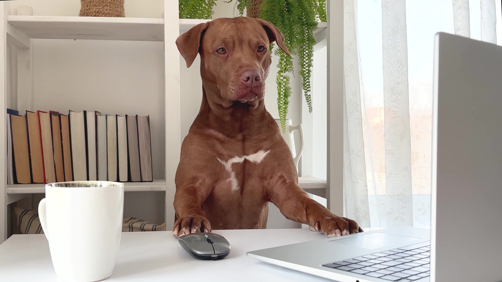 A dog using a compter mouse. 
