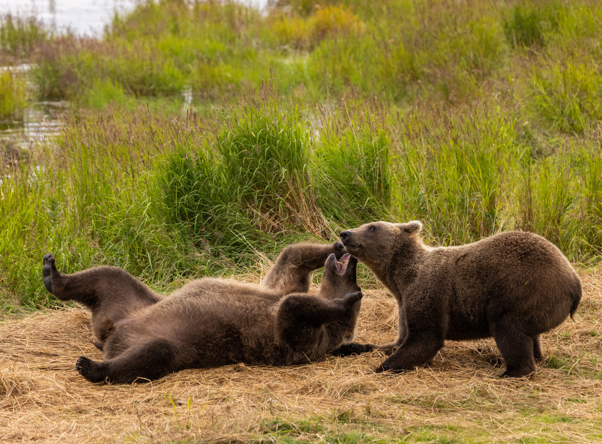 Two brown bears wrestling.