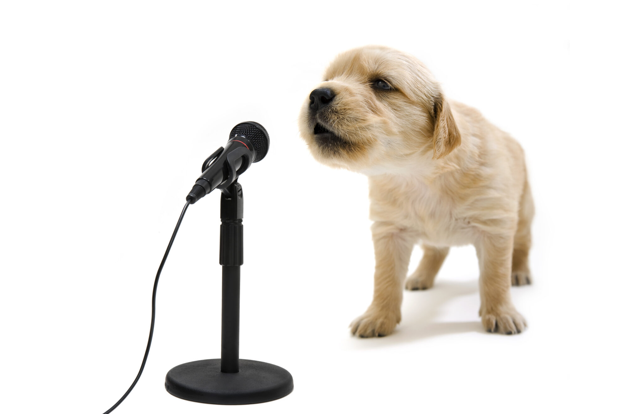 A golden retriever puppy talking into a microphone.
