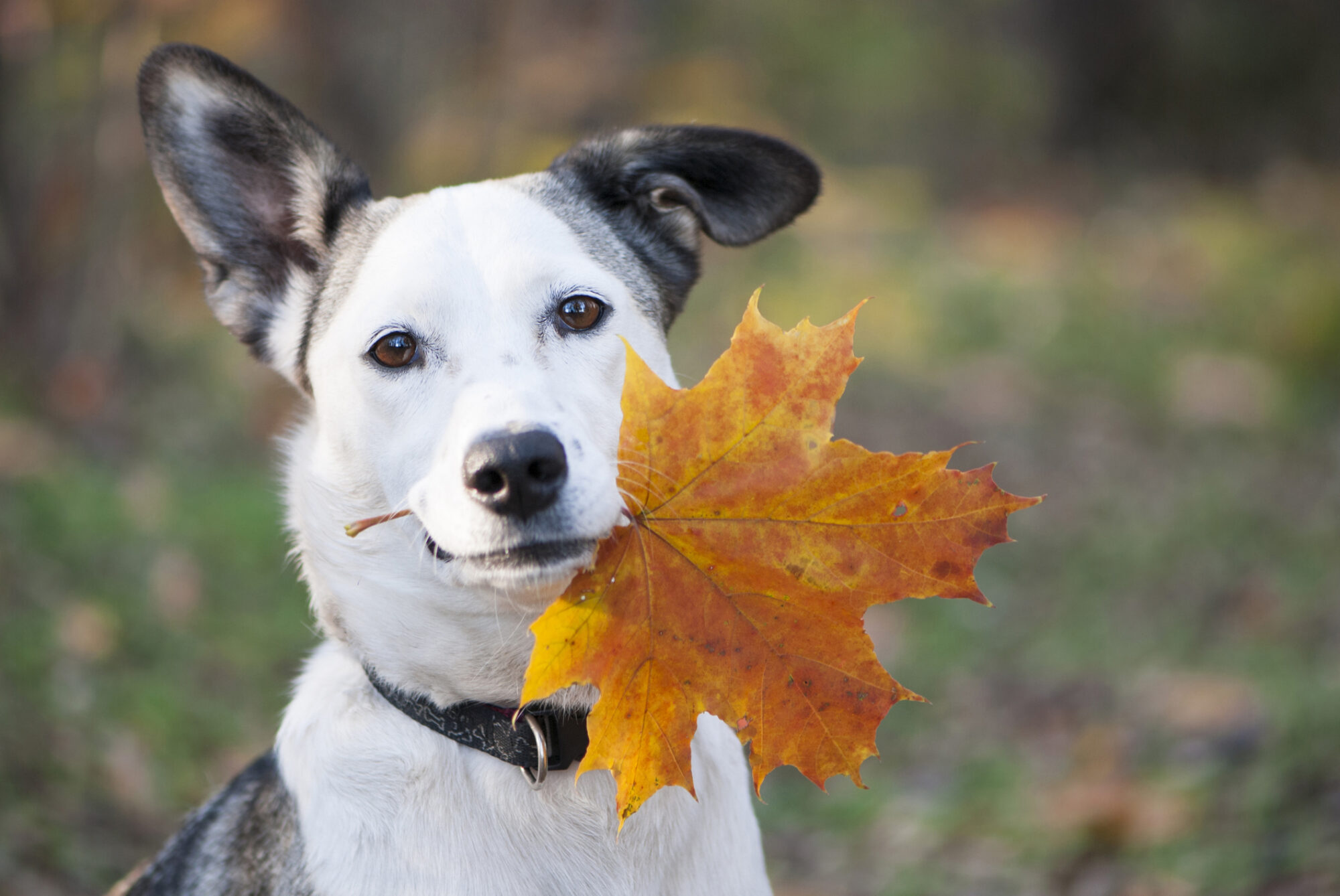 Dog holding leaf in her mouth.